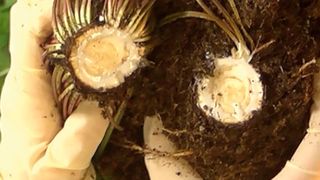 Nachhaltiger Kautschuklieferant der Zukunft: Continental geht in der Kautschukgewinnung gemeinsam mit dem Fraunhofer-Institut für Molekularbiologie und Angewandte Oekologie IME, dem Julius Kühn-Institut und dem Pflanzenzüchter ESKUSA neue Wege. Kautschuk aus der Löwenzahn-Wurzel stellt eine ökologisch wie ökonomisch attraktive Alternative zum tropischen Kautschukbaum dar. (Continental)