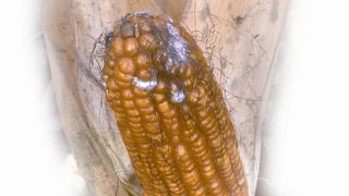 Abb. 1 Mit Fusarium infizierter Maiskolben. (Archiv: Vogel Business Media)