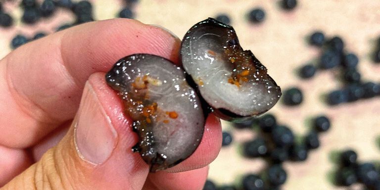 Das Schadbild der Kirschessigfliege an einer Blaubeere. (Bild: privat)