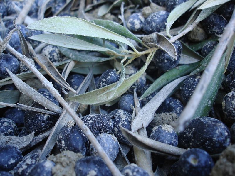 Oliven nach der Ernte. (Bild: Fraunhofer-Institut IGB)