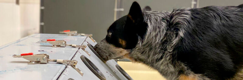 Trainierte Spürhunde sind in der Lage, Post-COVID zu erschnüffeln.