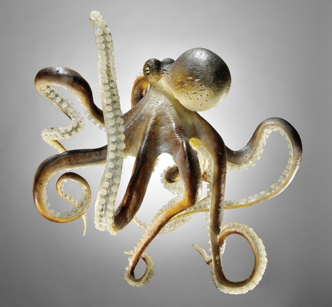 Die Krake (Octopus vulgaris) stand Pate für innenprofilierte Sauggreifer. (Bild: Bild  K. Luginsland, Technoseum Mannheim)