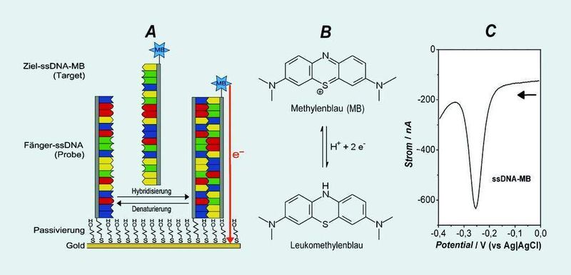 Abb. 1: Funktionsprinzip eines mit Differenzpulsvoltammetrie (DPV) 
auszuwertenden DNA-Sensors (A). Redoxmarker ist in diesem Fall Methylenblau (MB) (B) mit einem charakteristischen Peak bei -260 mV (vs. Ag|AgCl) (C). (Archiv: Vogel Business Media)