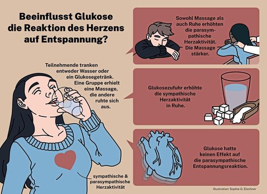 Die Forschende fanden heraus, wie Glukose die Reaktion des Herzens auf Entspannung beeinflusst.(Bild:  Sophie G. Elschner)