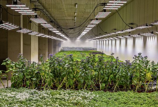 (Die neue Indoor-Farm garantiert das ganze Jahr über frische Kräuter und Blüten. Bild: www.martingold.at)