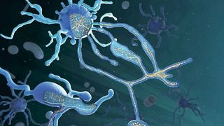 Im Zellkörper und den Fortsätzen eines Asgard-Archaeons finden sich fadenförmige Skelettstrukturen (orange: Aktin, grün: Mikrotubulus), wie sie auch in komplexen Zellen mit Zellkernen vorkommen.  (Bild: Margot Riggi, Max Planck Institute of Biochemistry)