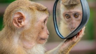Etliche Chaos-Engineering-Tools basieren auf der Idee des IT-Spezialisten Antonio Garcia Martinez, dass Affen eine Software nutzen und Fehler provzieren. (Bild: a_m_o_u_t_o_n)