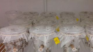 Despite improved standards for keeping honey bees in the lab, UMD research shows caged bees have shorter lifespans than they did 50 years ago, suggesting something other than environmental conditions could be causing higher rates of honey bee colony loss for commercial bee keepers. (Source: Anthony Nearman / UMD)