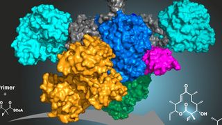 Wissenschaftler der Goethe-Universität haben ein Enzym erzeugt, das über mehrere nacheinander ausgeführte Reaktionen fluorierte Antibiotika herstellen kann. Zur Veranschaulichung sind die unterschiedlichen Bereiche des Hybrids, die hierbei zusammenwirken, in verschiedenen Farben dargestellt. (Bild: Grininger)