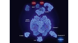Die Aktivierung des so genannten NLRP3-Inflammasoms führt zu entzündungsfördernder Sekretion von Botenstoffen (Zytokin) sowie zu Pyroptose, einer entzündungsbasierten Variante des programmierten Zelltods. (Bild: © Juan Gärtner - stock.adobe.com)