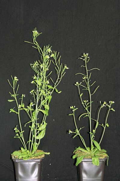 Die selektierte Arabidopsis-Pflanze (links) ist stärker verzweigt als die ursprüngliche Pflanze ohne Selektion (rechts). (UZH)
