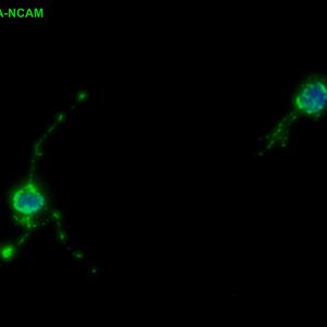 (Bild: Georg Welzel, Lehrstuhl für Tierphysiologie, Universität Bayreuth)