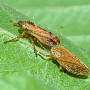 Die Wiesenschaumzikade Philaenus spumarius überträgt das auch für den Weinbau potenziell gefährliche Feuerbakterium Xylella fastidiosa.(Bild:  Michael Maixner/JKI)