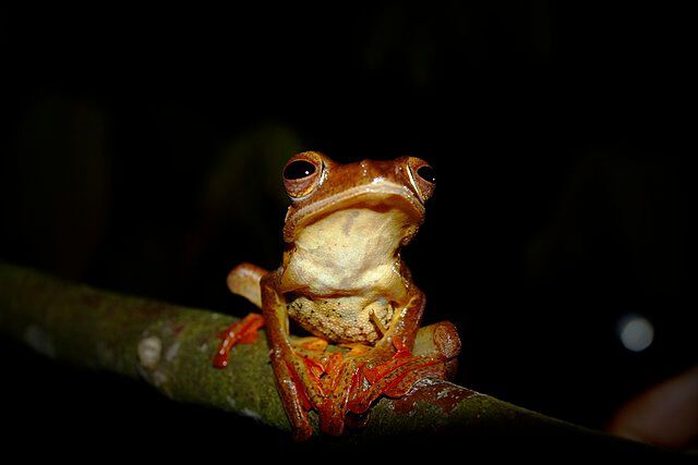 Baumfrösche in den Wäldern Mittelamerikas brauchen zum Überleben eine besondere Fähigkeit: eine sehr gute Haftung am Untergrund. Die wabenartige Struktur der Froschfüße passt sich mit größtmöglicher Kontaktfläche an den Untergrund an. Diese Fähigkeit erweckte das Interesse der Reifenindustrie.  (Bild: gemeinfrei)