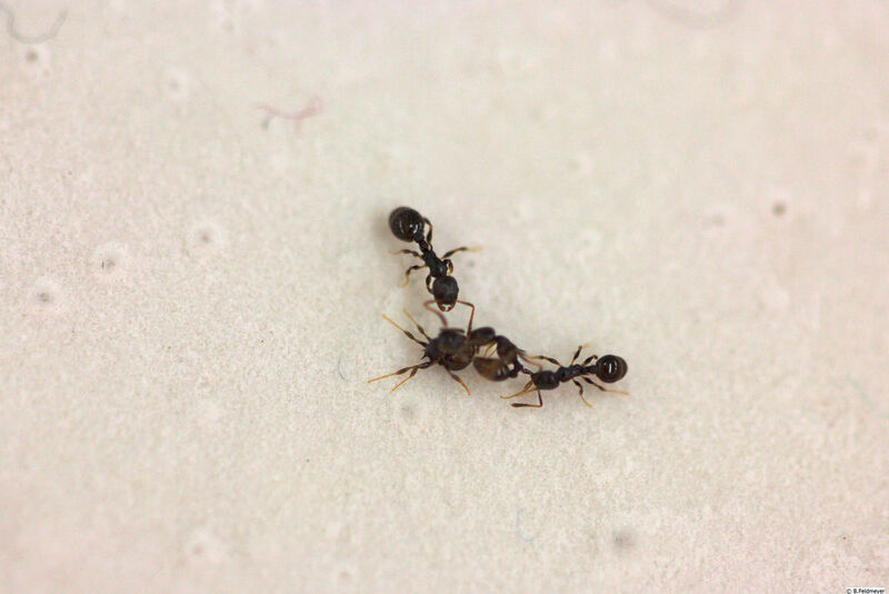 Eine Temnothorax americanus-Ameise (Mitte) kämpft mit zwei Temnothorax longispinosus-Ameisen, um sie zu unterjochen.  (Barbara Feldmeyer)