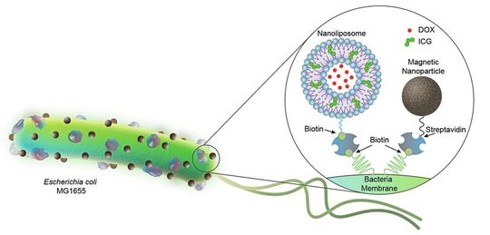 Bakterien basierte, biohybride Mikroroboter sind mit Nanoliposomen (200 nm) und magnetischen Nanopartikeln (100 nm) ausgestattet. Die Nanoliposome sind mit dem Chemotherapeutikum DOX und dem photothermischen Wirkstoff ICG beladen.(Bild:  Akolpoglu et al., Sci. Adv. 8, eabo6163 (2022))