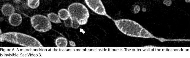 A mitochondria at the instant a membrane insdide bursts. The outer wall of the mitochondrion is invisible. (Nagoya University)