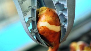 Sortieren von Blumenzwiebeln nach Größe und Qualität: Der Fingripper von Festo ist viel effizienter als menschliche Hände. Bild: Festo (Archiv: Vogel Business Media)