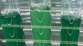 Anders als bei in vitro Ansätzen ist der Stoffwechsel lebender Cyanobakterien prinzipiell in der Lage, dauerhaft Wasserstoff zu produzieren. (Dr. Kirstin Gutekunst)