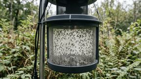 Mückenfalle im Waldeinsatz (Bild: RETSCH / KI-generiert)