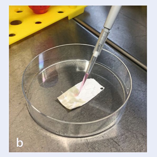 Die Kollagenmembran wird mit den patienteneigenen Knorpelzellen besiedelt. (Bild: TERM / UKW)