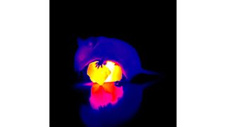 Infrarot (Wärme) Bildgebung: Warmes Futter für Mäuse (Bild: Lewin/Poulet Lab, MDC)