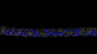 Mittels AKF gefertigter geschäumter Kunststoffstrang. Die Poren sind blau markiert. (SKZ)