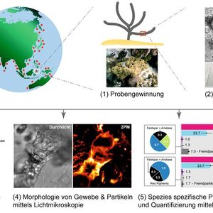 Abb.: 3 Arbeitsschritte zur Bestimmung der lokalen Belastung durch Mikroplastik. Um die lokale Belastung zu bestimmen, werden Gewebeproben unterschiedlicher Schwammarten gesammelt (1) und anschließend im Labor aufbereitet (2). Zum einen wird eine Morphologie- und DNA-basierte Klassifizierung der Spezies, sowie histologische Untersuchung durchgeführt (3). Zum anderen werden die Gewebeproben bezüglich der aufgenommenen Anzahl und Größe der Partikel mittels Durchlicht- und Zweiphotonenmikroskopie (2PM) evaluiert (4). Im letzten Schritt werden Partikel vom Gewebe labortechnisch getrennt, mittels Raman-Spektroskopie bezüglich ihrer Zusammensetzung chemisch identifiziert, und anschließend statistisch in Größe und Zusammensetzung erfasst (5). Eine Kartographie könnte über eine weltweit angelegte Datenerfassung stattfinden. (Bild:  LMU München)
