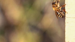 Alarmierte Honigbiene (Apis mellifera) (Bild: Morgane Nouvian)