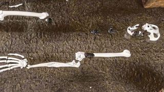 Aus den Fossilien rekonstruierte das Team den Aufbau weiterer Knochen (Ausschnitt). (Christoph Jäckle)