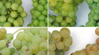 Mit zunehmender Reife reichern sich immer mehr Aromastoffe in der Haut der Weintrauben an. (Bild: J. Frotscher / hs-gm)