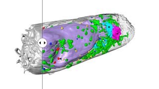 Zelle des menschlichen Lungenepithels 24 Stunden nach Infektion mit SARS-CoV-2. Vom Virus gekaperte Organellen sind mit einem Asterisk gekennzeichnet. (Venera Weinhardt (COS))