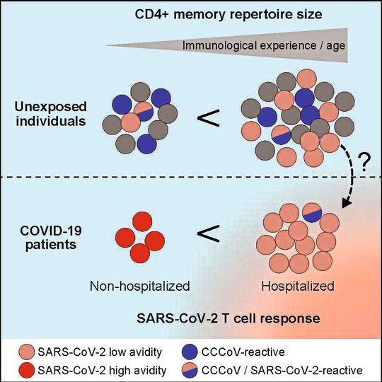 Bei COVID-19-Erkrankten mit einem milden Verlauf fand das Forschungsteam vor allem T-Zellen, die das Virus sehr gut erkennen, während die T-Zellen bei Erkrankten mit schweren Verläufen SARS-CoV-2 nur schlecht erkennen.(Bild:  Immunity Cell Press)