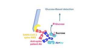 With this reaction, a glucose meter can detect SARS-CoV-2 antibodies in patient samples. (Ab=antibody; Inv=invertase) (Source: Adapted from Journal of the American Chemical Society 2022, DOI: 10.1021/jacs.2c02537)
