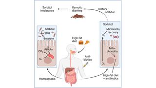 Taking antibiotics, combined with a high-fat diet, reduced the number of Clostridia gut microbes.  (Source: UC Davis Health/ Image generated with Biorender)