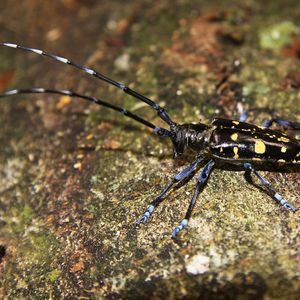 (Doris Hölling (WSL))