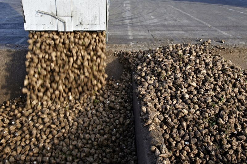 Anlieferung von Zuckerrüben für die Bioethanolherstellung. (Bild: BDBe)