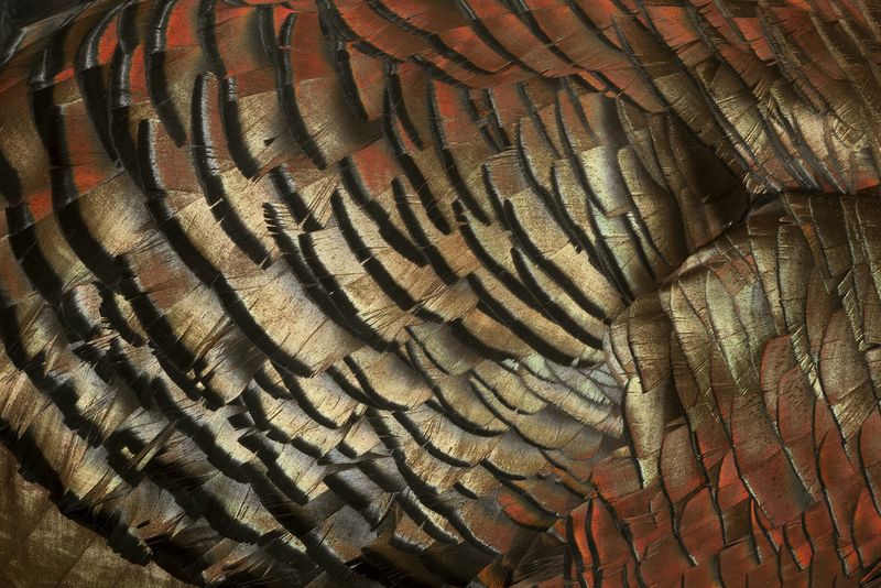 Großaufnahme des Brustgefieders eines männlichen Truthuhns (Meleagris gallopavo): Deutlich zu erkennen ist der ausgeprägte metallische Glanz, der je nach Position des Betrachters zwischen Gold und leuchtendem Kupferrot variiert. Ein Effekt, der durch gezielte Lichtbrechung mithilfe dieser Federn erzeugt wird. Das abgebildete Präparat stammt aus der ornithologischen Sammlung des Museums Alexander Koenig. (Bild: Georg Oleschinski/Uni Bonn)
