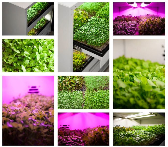 Das Münchner Startup Agrilution bietet ein digitales Gewächshaus für Innenräume an, den sog. „plantCube“. Dieser ermöglicht den Anbau von Gemüse und Kräutern, z.B. Spinat, Feldsalat, Schnittlauch, Petersilie, Basilikum, Dill uvm. Der „plantCube“ sorgt dafür, dass die angebauten Pflanzen optimal mit Wasser und Licht versorgt werden und immer die richtige Temperatur herrscht. Die Steuerung des „plantCube“ erfolgt per App. Mehr unter: agrilution.com. (agrilution)