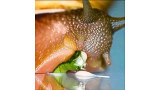 Die Kraft der Schneckenzunge beim Fressen stand im Mittelpunkt einer neuen Studie, die ein Forscherteam der Universitäten Hamburg und Kiel durchführte. (Royal Society Open Science/Krings/Faust)