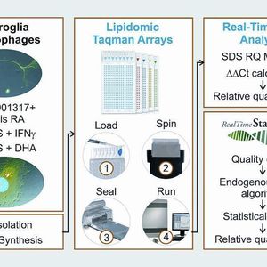 2	 Schema zur Untersuchung der Genexpression in Mikroglia und Makrophagen mit Lipidomic Taqman Array Cards.