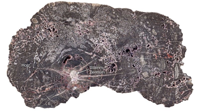 Detailaufnahme eines geschnittenen Kieselholzes vom Kyffhäuser mit einem horizontalen Durchmesser von ca. 20 Zentimetern. Die weiß-grauen Flecken sind verschiedene helle und dunkle Quarzgenerationen.(Bild:  © Steffen Trümper)