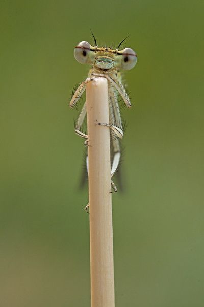 Libelle (Bild: Florian Braun)