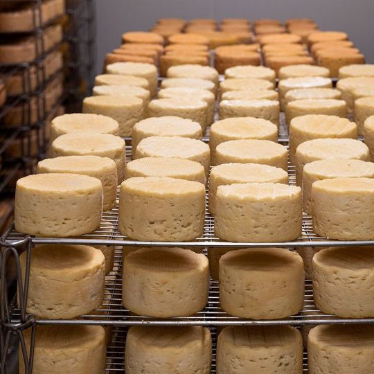 By comparing bacteria from across the 3 phyla to other known flavor-producing bacteria in a cheese ripening test, the researchers showed a relationship between specific microbes and flavor. By comparing bacteria from across the 3 phyla to other known flavor-producing bacteria in a cheese ripening test, the researchers showed a relationship between specific microbes and flavor.