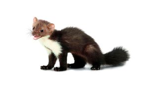 So süß? Eher nicht. Steinmarder sind bissig und aggressiv – vor allem, wenn sie auf die Duftspuren von Artgenossen treffen. (Bild: Norbert Schaub GmbH)