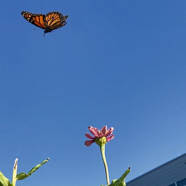 Monarchfalter: So gut erforscht wie diese sind nur wenige Insektenarten.  (Bild: Elske Tielens)