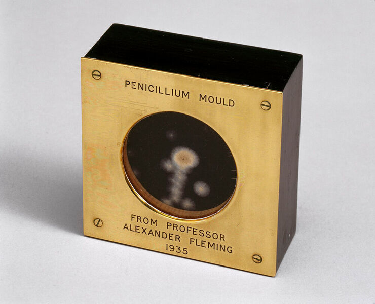 Penicillin war eine der größten Erfindungen der jüngeren Medizingeschichte – und begann mit einem nicht aufgeräumten Labor. Der Mediziner Alexander Fleming forschte 1928 zunächst mit Staphylokokken, als  er kurz vor den Sommerferien noch eine Agarplatte mit den Bakterien versetzte. Als er im September zurückkam, entdeckte er, dass auf dem Nährboden ein Schimmelpilz wuchs – und sich in dessen Nachbarschaft die Bakterien nicht vermehrten. Fleming nannte den Stoff „Penicillin“. Als Medikament entwickelten es schließlich Howard Florey und Ernst Chain weiter, die gemeinsam mit Fleming 1945 den Medizinnobelpreis bekamen. (Sample of penicillin mould presented by Alexander Fleming  / Science Museum Photo Studio / CC BY-SA 2.0)