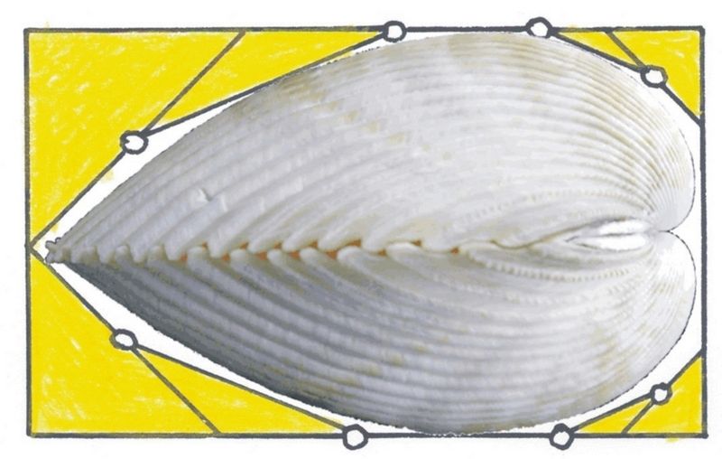 Bild 4:  Die Muschelform unter Belastung durch Schließmuskel nach der Methode der Zugdreiecke. (Archiv: Vogel Business Media)