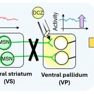 Researchers introduced artificial “switches” into specific brain cells in the ventral striatum. By giving a drug (DCZ) to a connected brain region, the ventral pallidum, they were able to block communication along this pathway, allowing them to test its role in motivation.(Source:  Ashbi/ Kyoto University)
