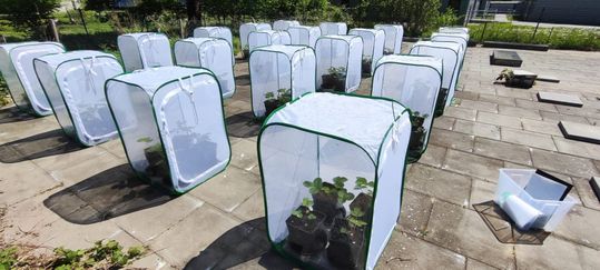 Aufbau des Semi-Field-Experiments: Die Hälfte der Käfige enthielt Erdbeertöpfe mit wurmmittelbelastetem Boden, die andere Hälfte unbelastete Kontrollpflanzen.(Bild:  © Andrés García, Uni Kiel)